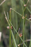 American bulrush